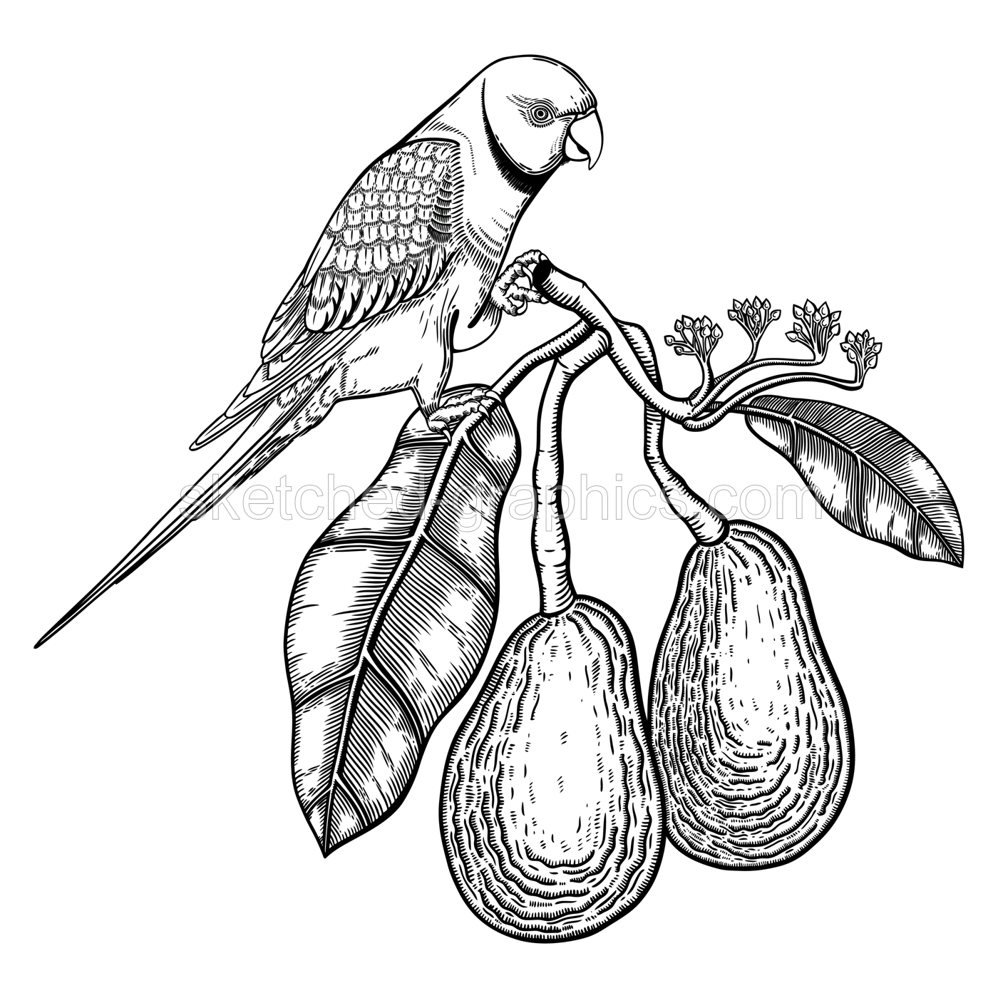 Decorative composition with avocado and green parrot. Colorful avocado branch with flowers, leaves and two whole fruit illustration. Exotic plant and Indian ringneck parrot drawing. Illustration